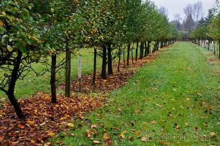 Cum de a planta copaci în (planul de plantare de copaci) grădină Cum să planteze copaci în grădină