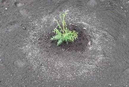 Cum să planteze o cincime din vestul țării, fotografie, zi de vară rezident