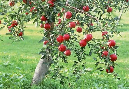 Cum de a planta un măr în primăvară, schema (măr) Cum de a planta un măr în primăvară, schema