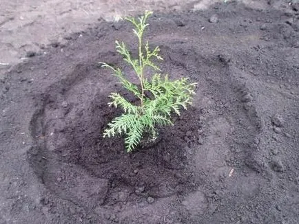 Cum să planteze o cincime din vestul țării, fotografie, zi de vară rezident