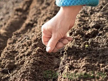 Cum de a planta un morcovi de primăvară (morcovi) Cum de a planta morcovi în primăvară