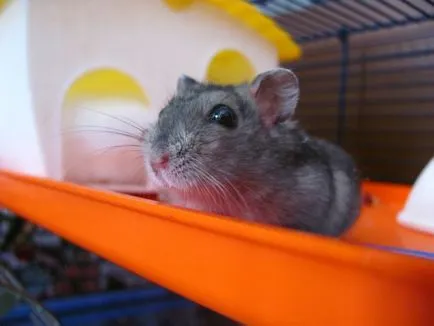 Cum să se hrănească hamsteri Jungar