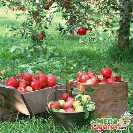 Cum de a planta un preparat măr solului, plantarea răsadurilor și regulamente (ale solului) Cum de a planta un preparat sol măr, răsadurilor și reguli de plantare