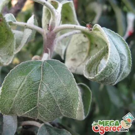 Cum de a planta un preparat solului măr, răsaduri și reguli de plantare (formare) Cum de a planta un preparat sol măr, răsadurilor și reguli de plantare
