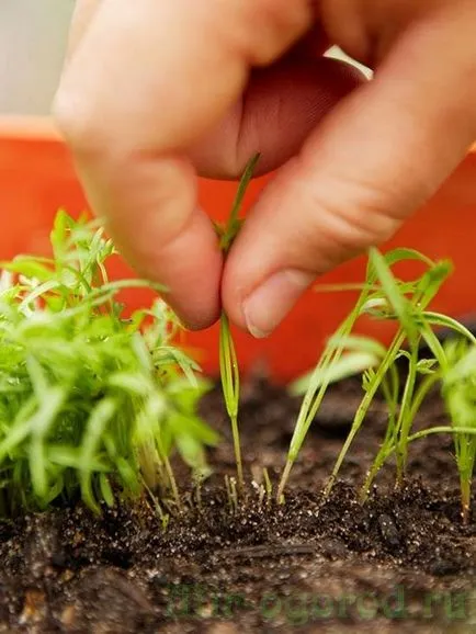Cum de a planta un morcovi de primăvară (morcovi) Cum de a planta morcovi în primăvară