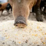Cum de a păstra porci acasă