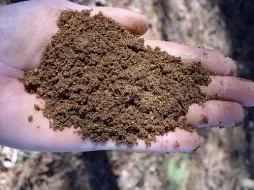 Cum de a fertiliza 1