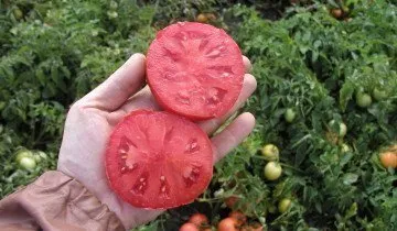 Cum să colecteze și să păstreze semințele de tomate (semințe) Cum să colecteze și să păstreze semințele de tomate