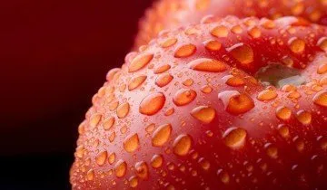 Cum să colecteze și să păstreze semințele de tomate (tomate) Cum să colecteze și să păstreze semințele de tomate