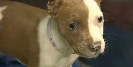 Cum de a hrăni dvs. pit bull catelus, totul despre câini
