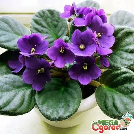 Cum să aibă grijă în mod corespunzător pentru violete pateu
