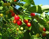 Cum de a planta un cherry cherry în primăvara anului (insufle) Cum de a planta un cherry cherry în primăvara anului