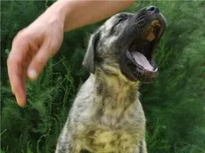 Cum de a preda catelul la sfaturi de toaletă (tren) Cum de a preda catelul la sfaturi de toaletă