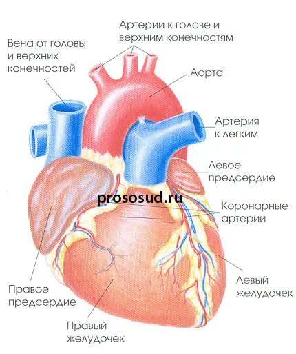Cum de a verifica vasele din creier, inimă și membrelor (cap) Cum de a verifica vasele din creier, inimă și membrelor