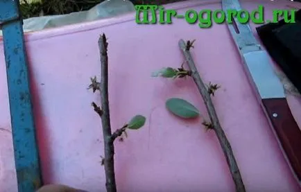 Cum de a planta un cherry cherry în primăvară (Vaccinarea cherry cherry) Cum de a planta un cherry cherry în primăvara anului