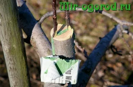 Cum de a planta un cherry cherry în primăvara anului (cireșe) Cum de a planta un cherry cherry în primăvara anului