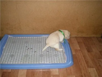 Cum de a preda catelul la sfaturi de toaletă (WC) Cum de a preda catelul la sfaturi de toaletă