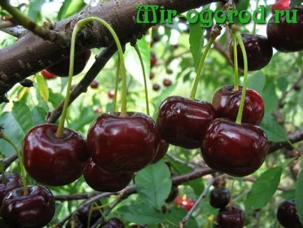 Cum de a planta un cherry cherry în primăvara anului (cires) Cum de a planta un cherry cherry în primăvara anului