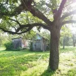 Ca lapte de var diluat pentru copaci, hut (pomi fructiferi) Cum se rasa si pentru varuire de copaci, cabana