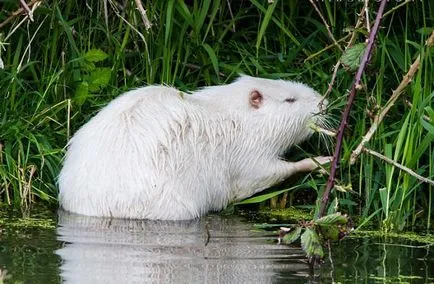 Cum să planteze și să crească nutrii (conținut) Cum să planteze și să crească nutria