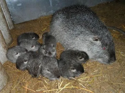 Cum să planteze și să crească nutrii (aduce mai mult de patru) Cum să planteze și să crească nutria
