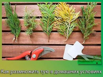 Cum se multiplica în condițiile de plantare de arbori de origine a cincea