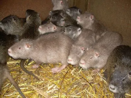 Cum să planteze și să crească nutrii (rocă) Cum să planteze și să crească nutria