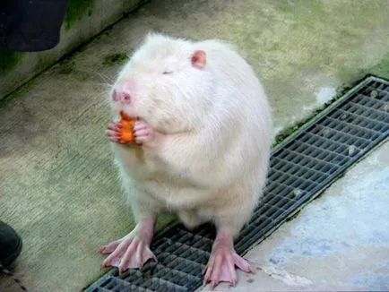 Cum să planteze și să crească nutrii (mai mult de patru pui) Cum să planteze și să crească nutria