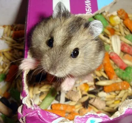 Cum de a distinge hamsteri Jungar