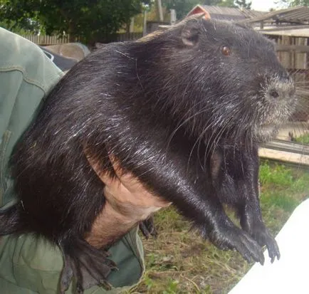 Ca rasă și să crească nutrii (diluție) Cum să planteze și să crească nutria