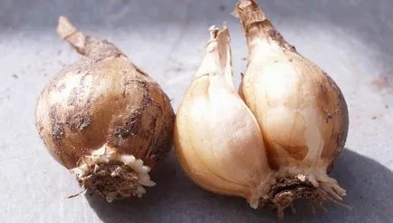 Cum de a planta narcise in toamna - ingrijire pentru narcise