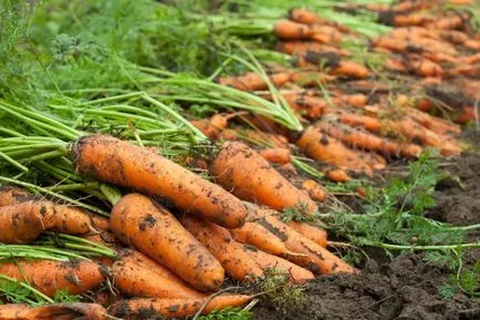 Cum de a planta un morcov - plantare, cultivare, îngrijire pentru morcovi