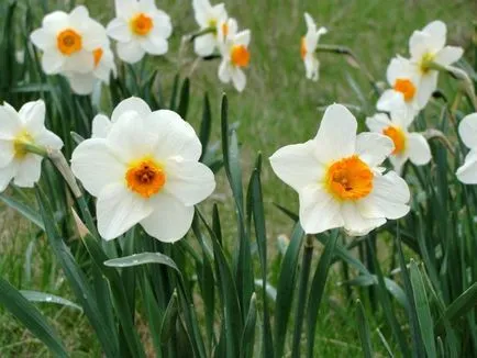 Cum de a planta narcise in toamna - ingrijire pentru narcise