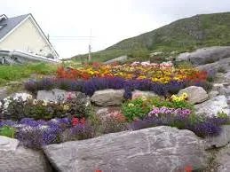 Cum de a face rockeries la cabana lor de vară, cu propriile sale mâini (rockeries) Cum de a face rockeries la cabana lor de vara cu propriile sale mâini