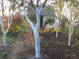 Cum de a face soluția pentru arbori Ceruza (lemn) Cum de a face soluția pentru copaci Ceruza