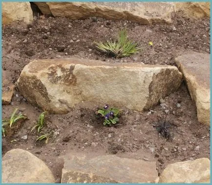 Cum de a face rockeries în țară cu propriile lor mâini, pas cu pas fotografii (rockeries) Cum de a face rockeries în țară cu propriile lor mâini, pas cu pas fotografie