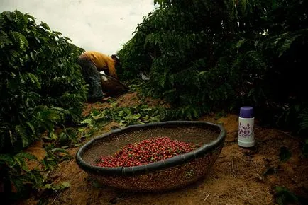 Cum să colecteze cafeaua din Brazilia, mai proaspăt - cel mai bun din ziua în care ați avea nevoie vreodată! (Brazilia) Cum să colecteze cafeaua din Brazilia, mai proaspăt - cel mai bun din ziua în care ați avea nevoie vreodată!