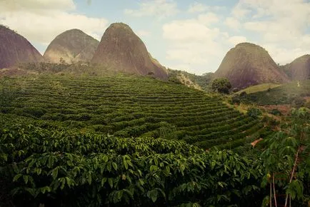 Cum să colecteze cafeaua din Brazilia, mai proaspăt - cel mai bun din ziua în care ați avea nevoie vreodată! (Cafea) Cum să colecteze cafeaua din Brazilia, mai proaspăt - cel mai bun din ziua în care ați avea nevoie vreodată!