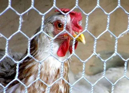 Cum de a conduce departe de cuib de găină găină