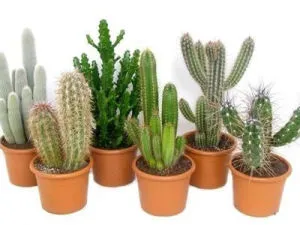 Cactusii în casa 10 a regulilor - lumea cactuși (condiții) Cactusii în casa 10 a regulilor - lumea cactuși
