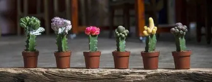 Cactus - cultivarea și sfaturi de îngrijire (în creștere cactuși) Cactus - cultivarea și îngrijire sfaturi