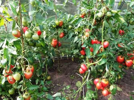 Cum de a proteja zona de manei la tomate