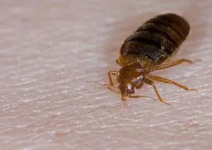 Cum de a distruge bug-uri în lupta împotriva apartament ploșnițe înseamnă recenzii (bug-uri) Cum de a distruge bug-uri în lupta împotriva ploșnițelor apartament înseamnă comentarii