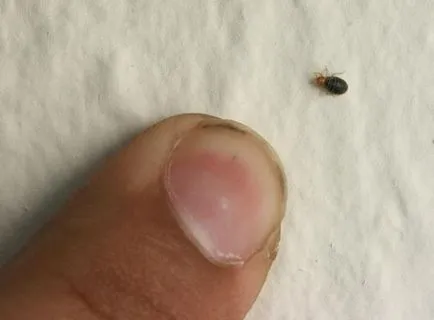 Cum de a distruge bug-uri în lupta apartament împotriva ploșnițelor înseamnă comentarii (apartament) Cum de a distruge bug-uri în lupta împotriva ploșnițelor apartament înseamnă comentarii