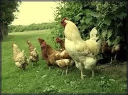 Cum să aibă grijă de puii de găină