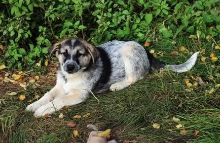Ca acasă pentru a preda comenzile vocale câine, următoarea