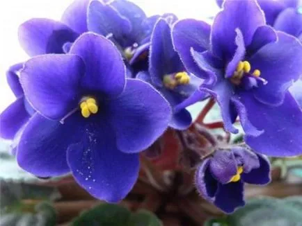 Cum să aibă grijă de violete să înflorească și au mulțumit stăpânului său