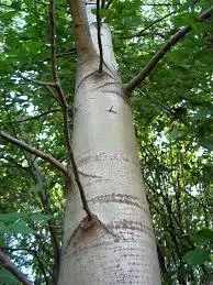 Se pare ca un copac Aspen (foto) (arata ca Aspen) Se pare ca un copac Aspen (foto)