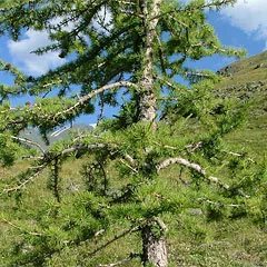 Se pare ca o pădure de foioase în timpul verii