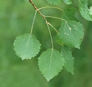 Se pare ca o frunze de copac Aspen